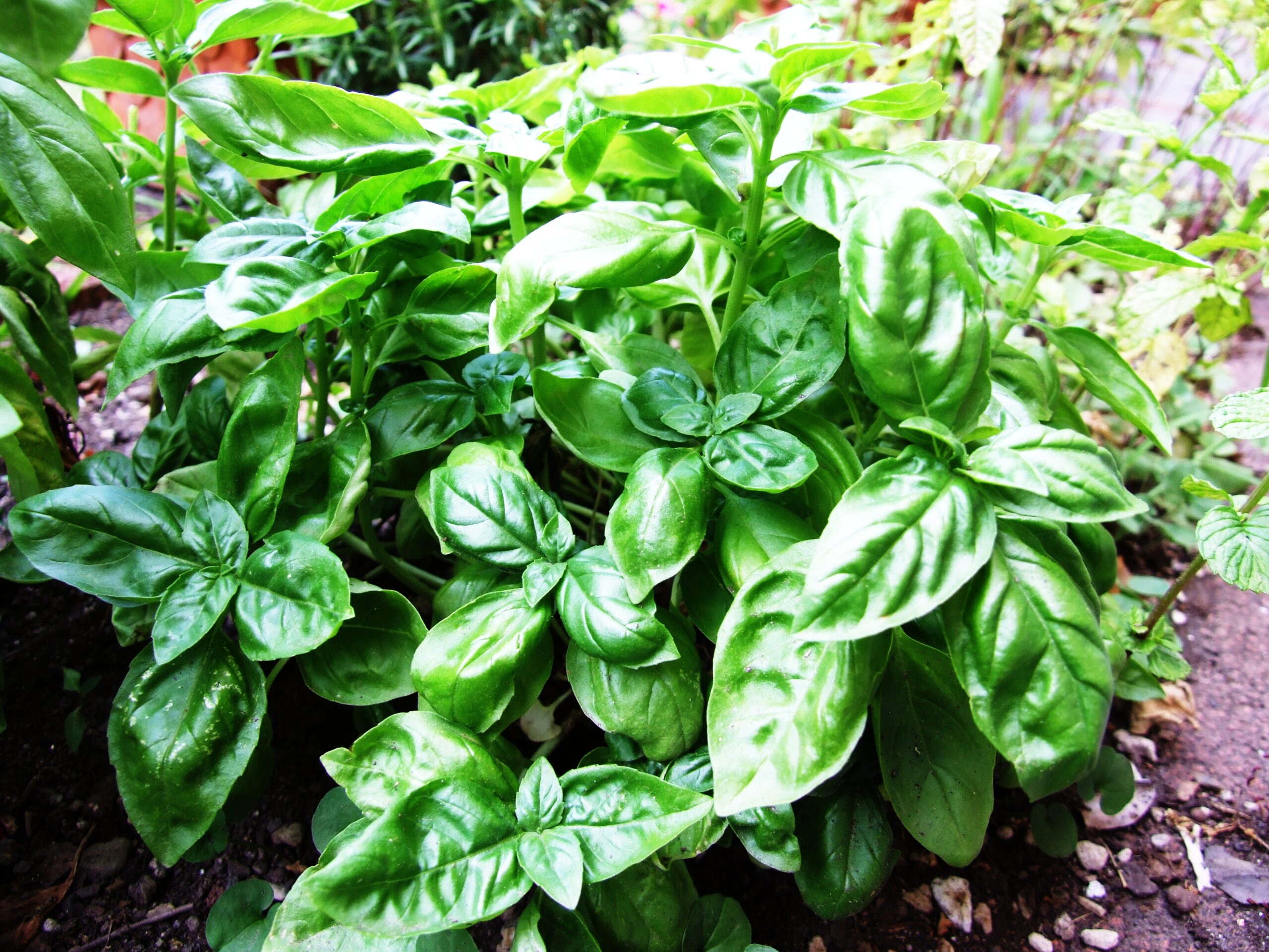 Companion Planting Spotlight: Discover Basil Garden Benefits