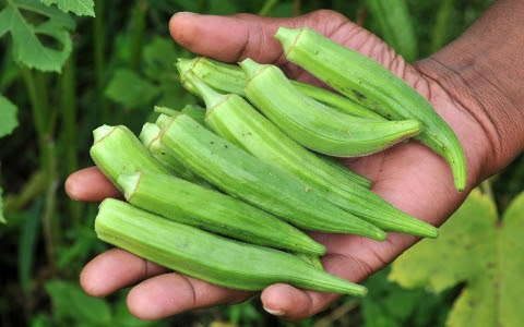 Growing Corn and Okra in Grow Bags: Tips for Success