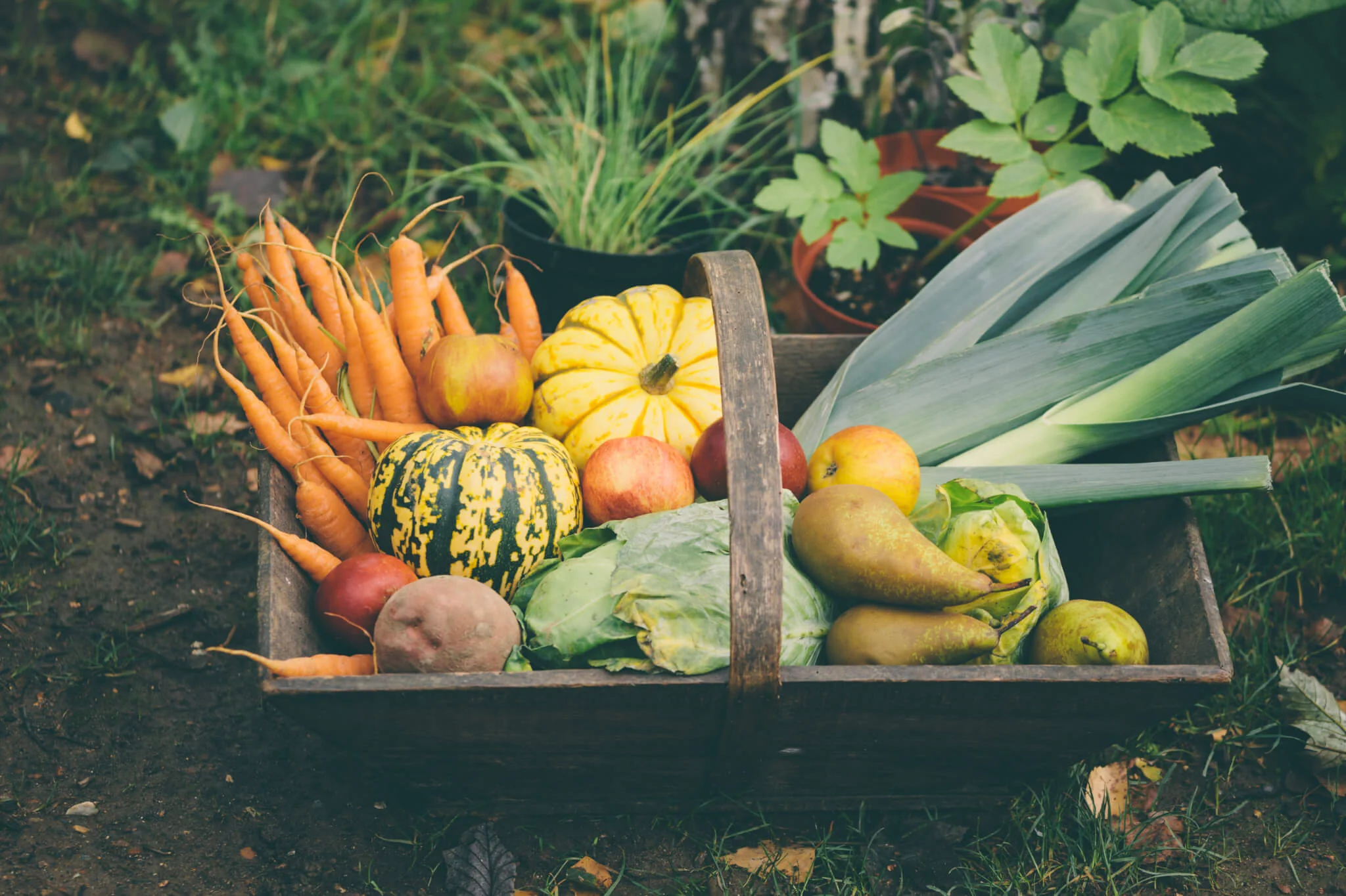 Plan a fall garden