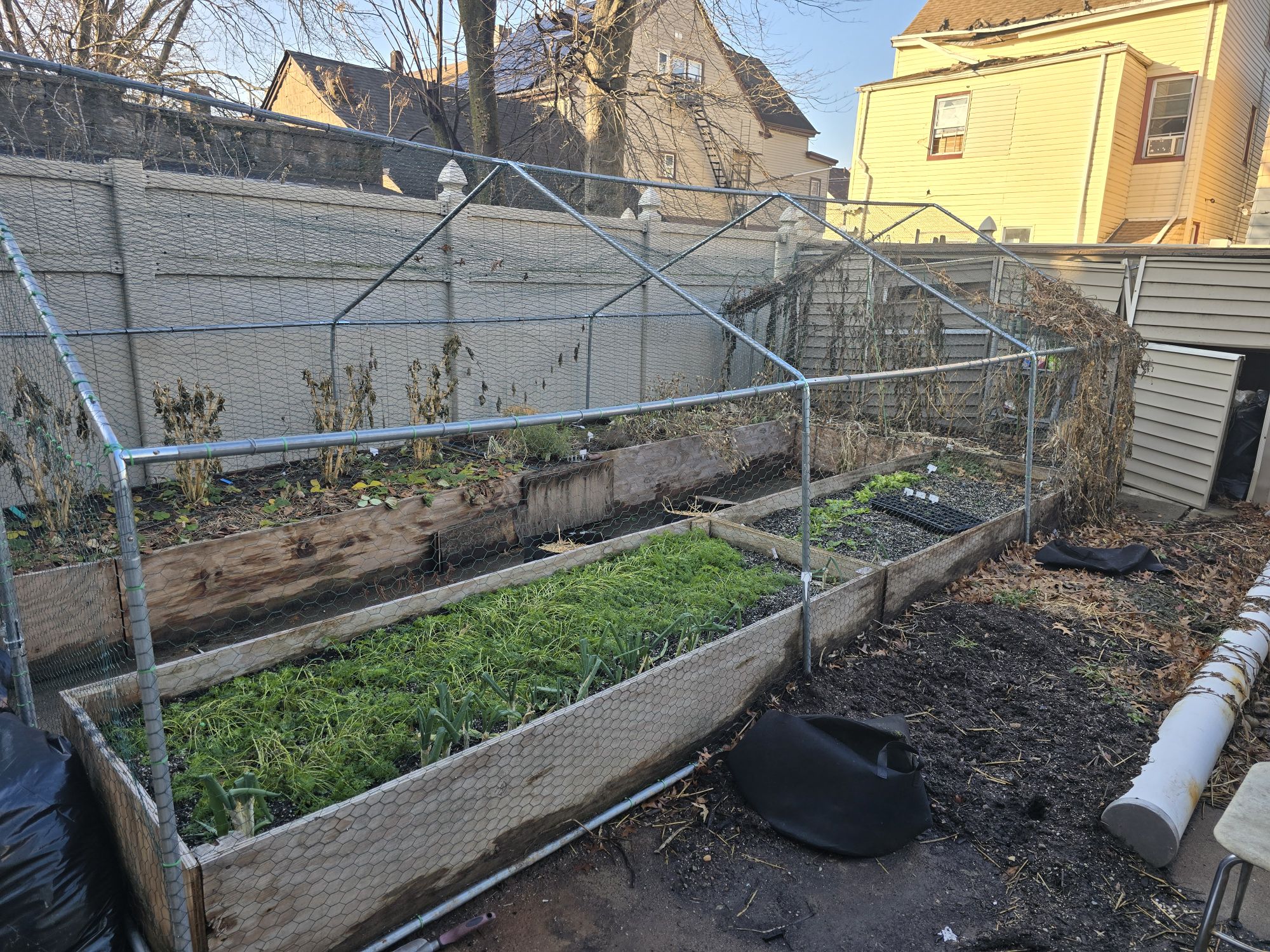 Fall Garden Recap: Lessons Learned to Grow Better in Spring